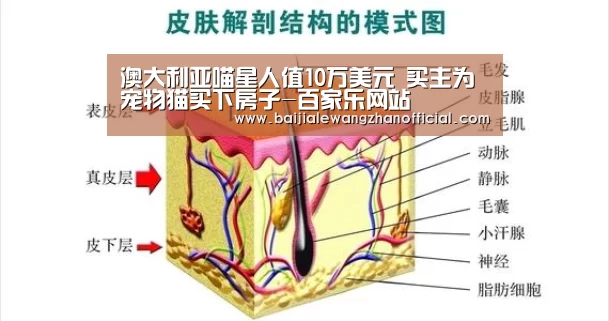 澳门百家乐