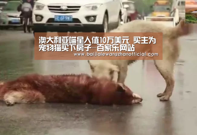 百家乐网站直播